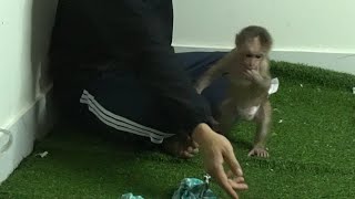 Baby monkey happily playing next to dad