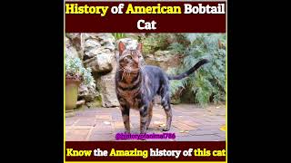 History of American  bobtail cat