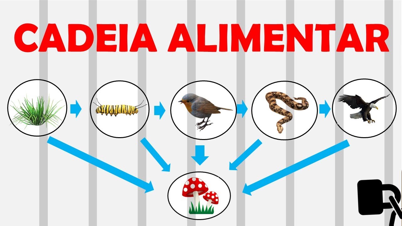 Cadeia alimentar: Aprenda sem estudar!!!- Ensino fundamental anos ...