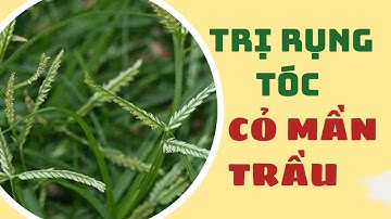 Rụng Tóc, Kích Thích Mọc Tóc Tìm Ngay loại cỏ này, tác dụng bất ngờ