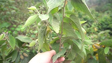 Cận Cảnh Hoa, Quả Cây An Xoa - Những Tác Dụng Cây An Xoa Bạn Cần Biết - 0976 836 586