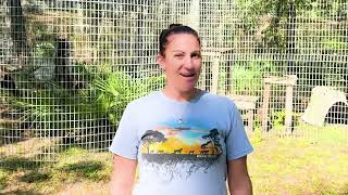 Beacher and Diablo Savannah Cat Update