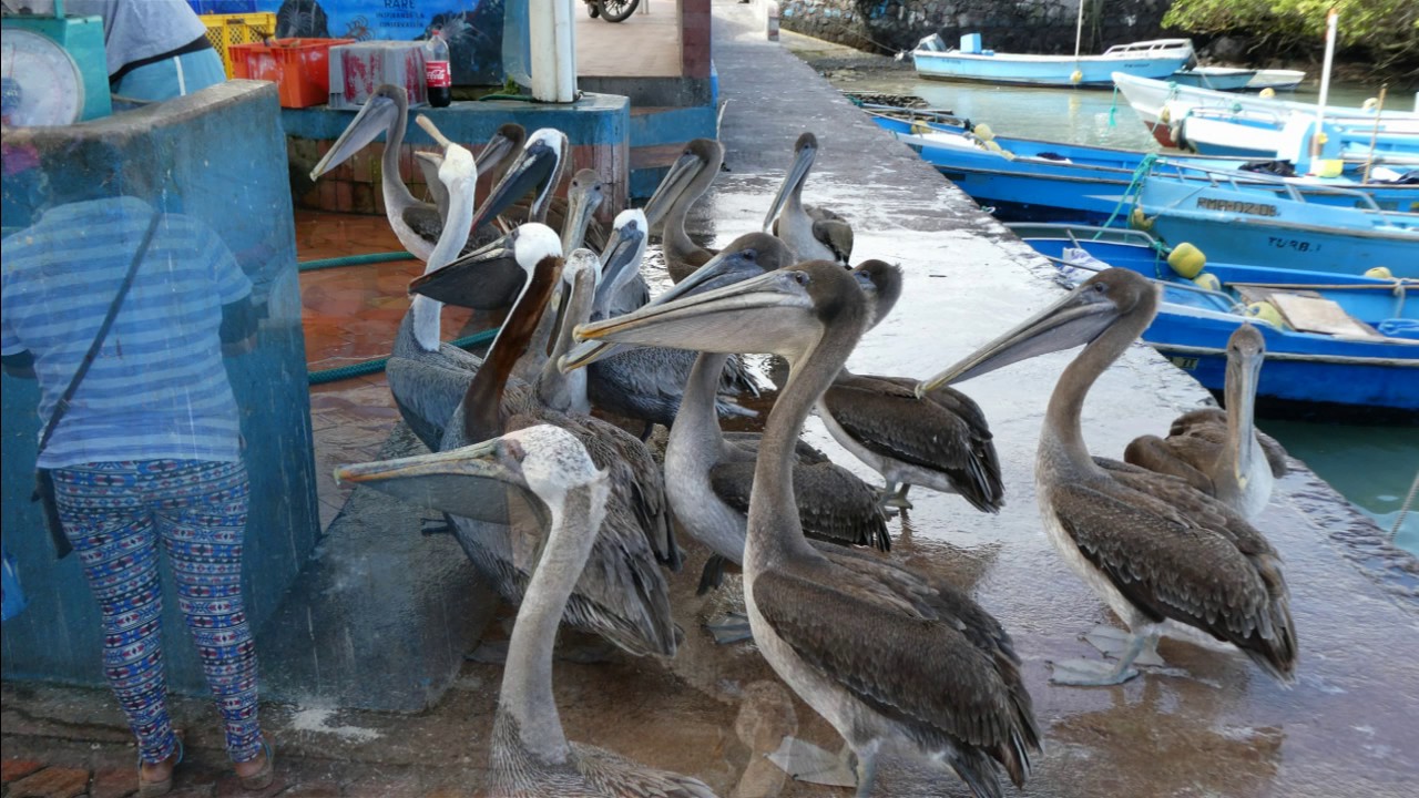 Puerta Ayora fish market