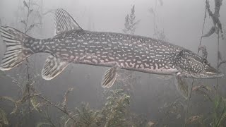 AMAZING UNDERWATER FOOTAGE! Ice Fishing NORTHERN PIKE with 5 of DIAMONDS