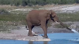 Cheeky Elephant Splashes Water at Birds