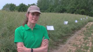 Download Lagu Online veldbezoek 3-4 juni 2020: Winterkoolzaad MP3