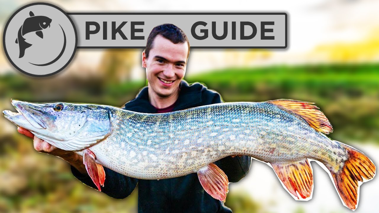 A Beginners Guide To Pike Fishing - Tactics, Bait, Lures, Rigs