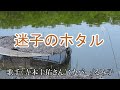 【カラオケ】迷子のホタル/寺本圭佑(カバー by Rumiko Kuwabara)
