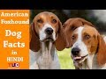 American Foxhound Dog Facts In Hindi : Dog Facts : TUC の動画、YouTube動画。