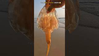 Wow! Saved Most Venomous Jellyfish 😊