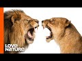 Lion Prides Battle for Supremacy