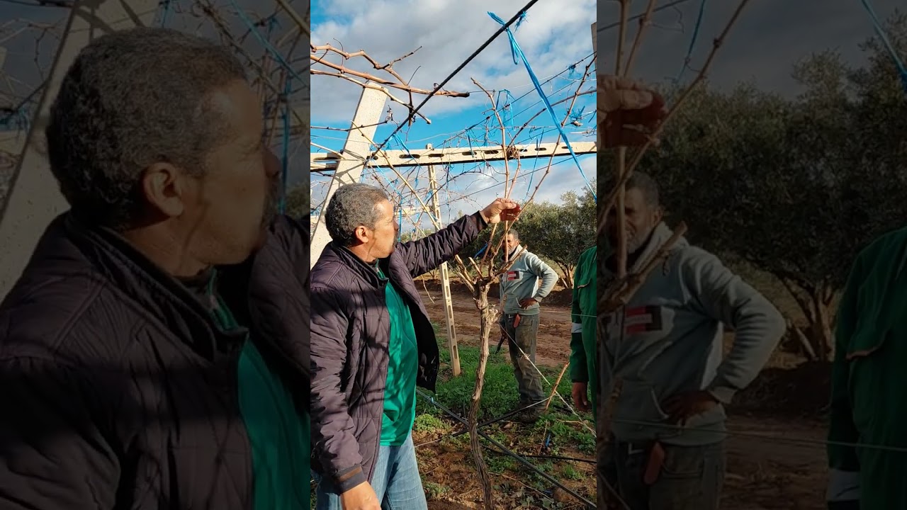 ايوا اجي تشوف التقليم بالطريقه صحيحه