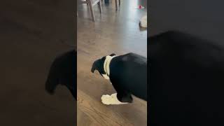 Funny Dog Freaks Out Over New Toy Bug | Hilarious Puppy Reactions || WooGlobe
