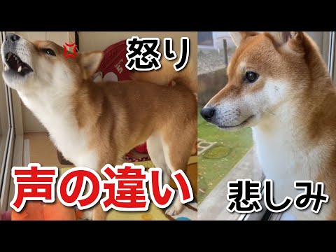 【柴犬】普段滅多に吠えない犬の怒りと悲しみの声を比較してみました