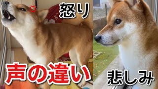 柴犬 普段滅多に吠えない犬の怒りと悲しみの声を比較してみました Youtube