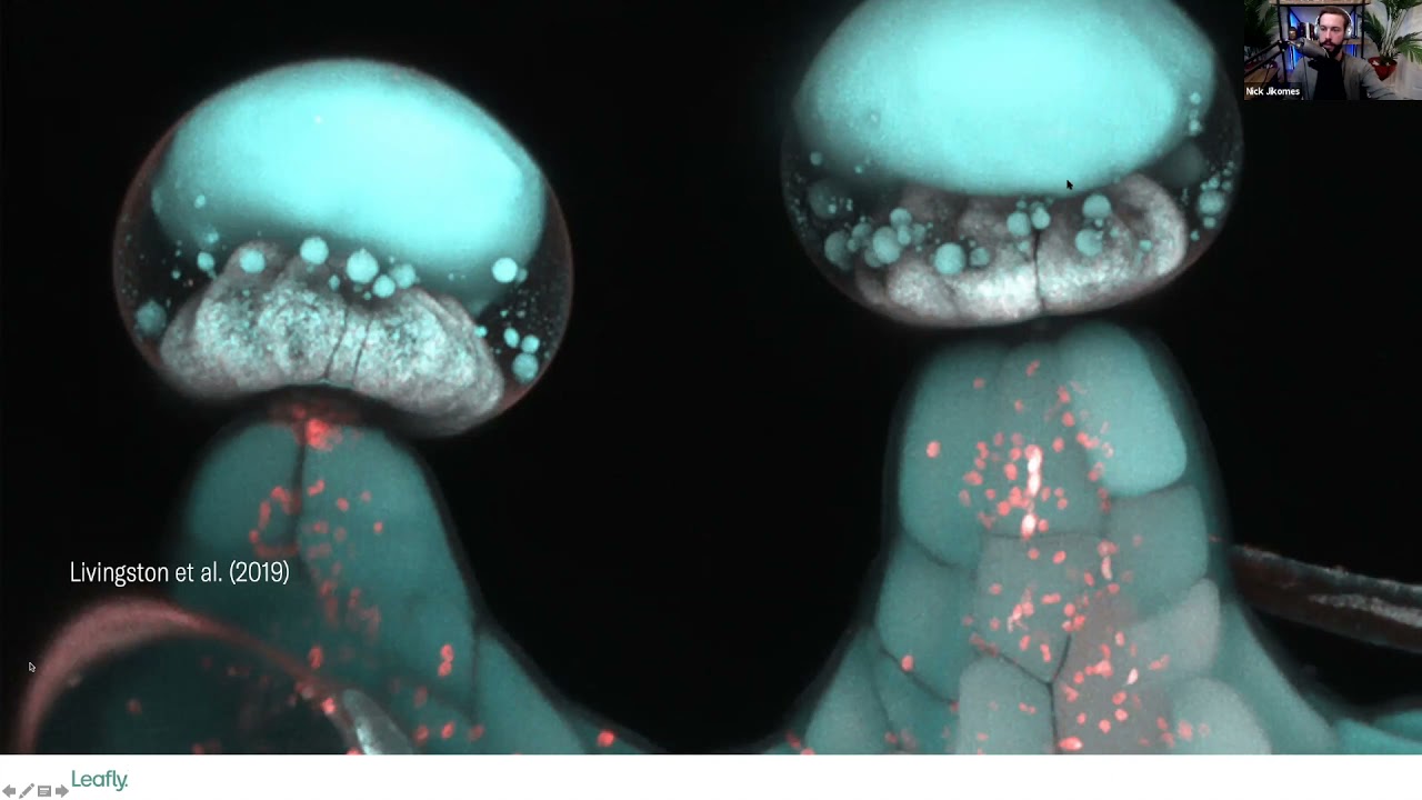 The Phytochemical Diversity of Commercial Cannabis in the US (Seattle Discovery Series)