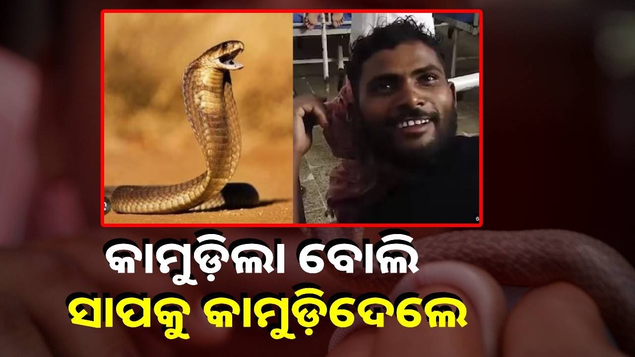 ସାପ କାମୁଡ଼ିଲେ ମଣିଷ ମରେ, ଏଠି କିନ୍ତୁ ମଣିଷ କାମୁଡାରେ ମରିଗଲା ସାପ