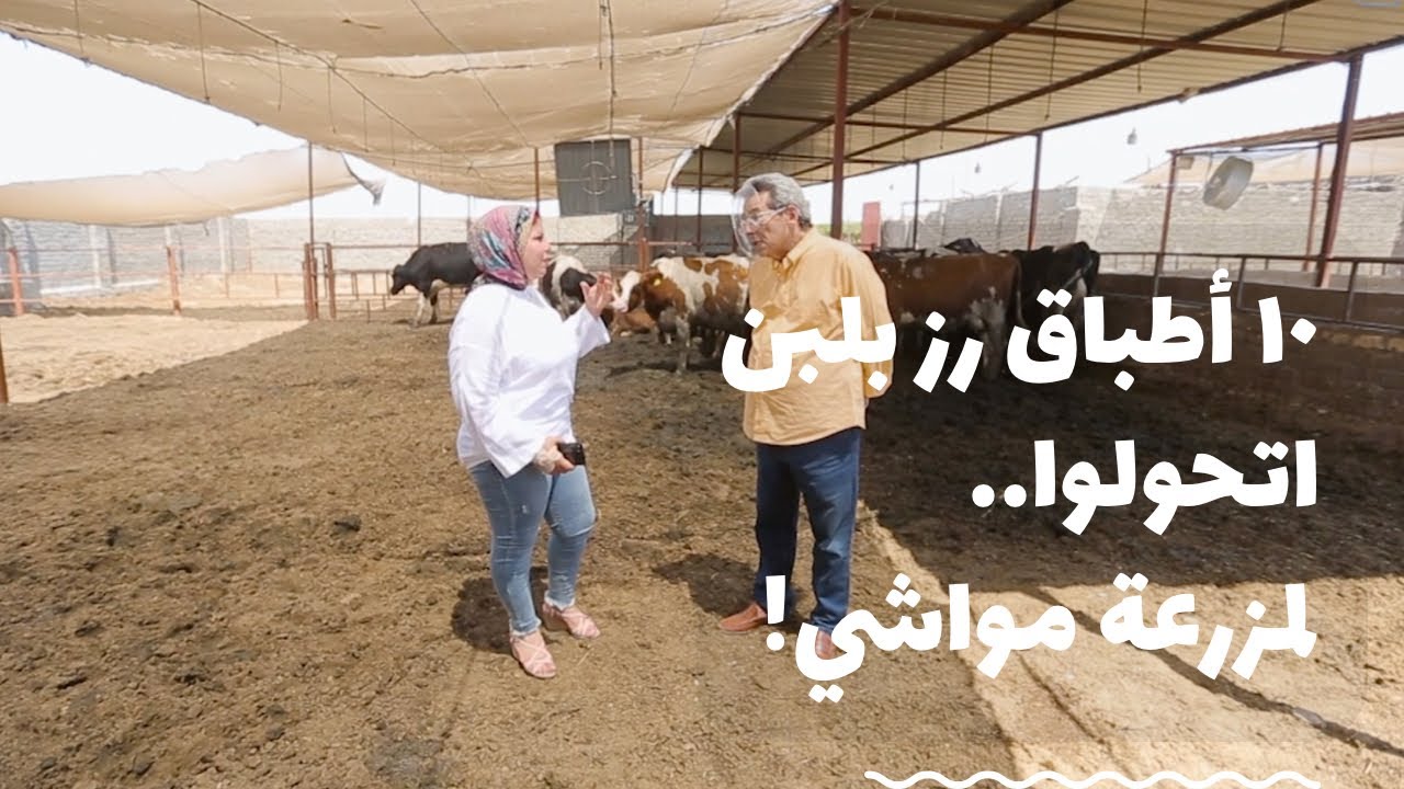 باب الخلق| ١٠ اطباق رز بلبن حولتهم شيماء لأكبر مزرعة مواشى.. قصة مبهرة