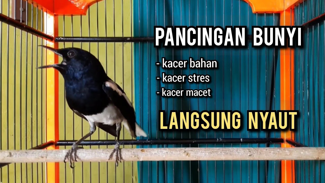 kacer gacor NGEPLONG TARUNG ini paling AMPUH buat PANCINGAN KACER agar EMOSI