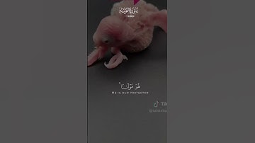 اللهم اجعل القرآن الكريم لنا في الدنيا قرينا وفى القبر مؤنساً وعلى الصراط نوراً🤲
