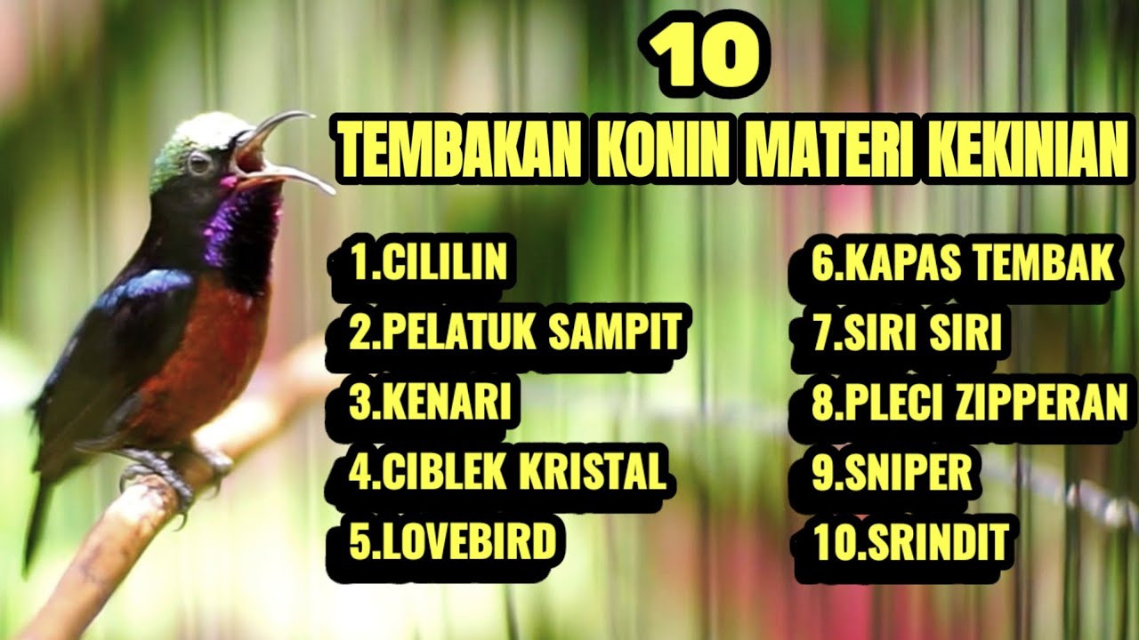 SUARA BURUNG KOLIBRI NINJA FULL TEMBAKAN TONJOLAN MEWAH 100% NYAUT