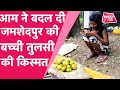 POSITIVE STORY: तुलसी की पढ़ाई के जुनून का कमाल, 12 आम बेचे 1.20 लाख रुपये में | Bihar Tak