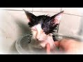 お風呂が気持ち良くて出ようと促すも何度も桶に戻ってしまう子猫　Kitten having a comfortable bath