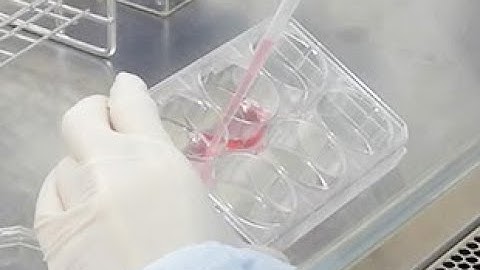 The establishment of human iPS cells from precultured PBMCs