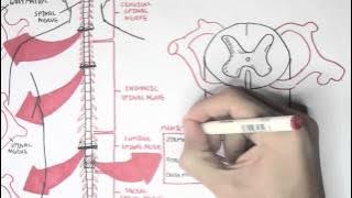 Neurology - Spinal Cord Introduction