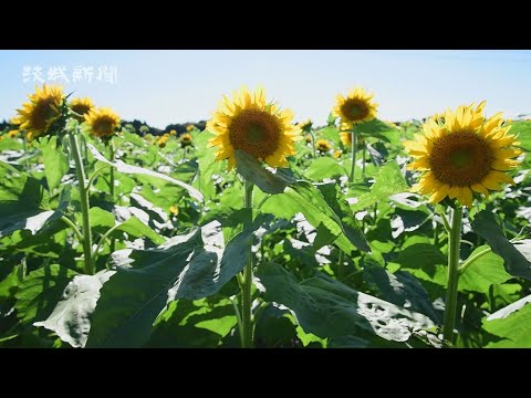 25万本のヒマワリ見頃 那珂市 那珂総合公園近く Youtube