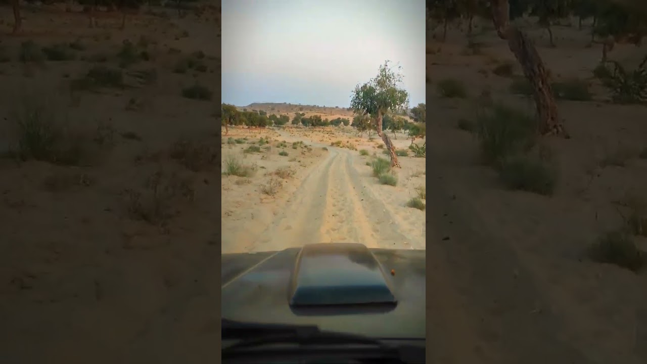 jeep drive in Thar Desert