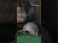 Watch armadillo races at the Fort Worth Stockyards
