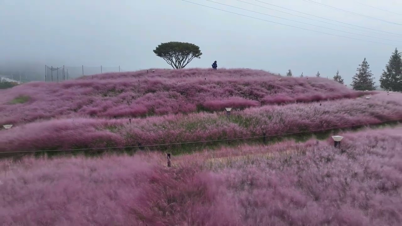 합천  핑크뮬리 4k드론