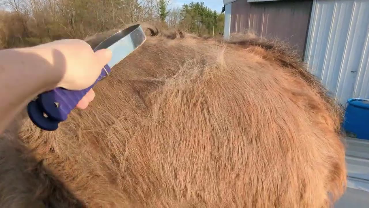 Long Horse Grooming of Charlie the Woolly Mammoth (De-Shedding)