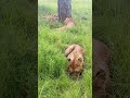 A Special Lion Encounter – Up Close with a Pride of Lions! 🦁