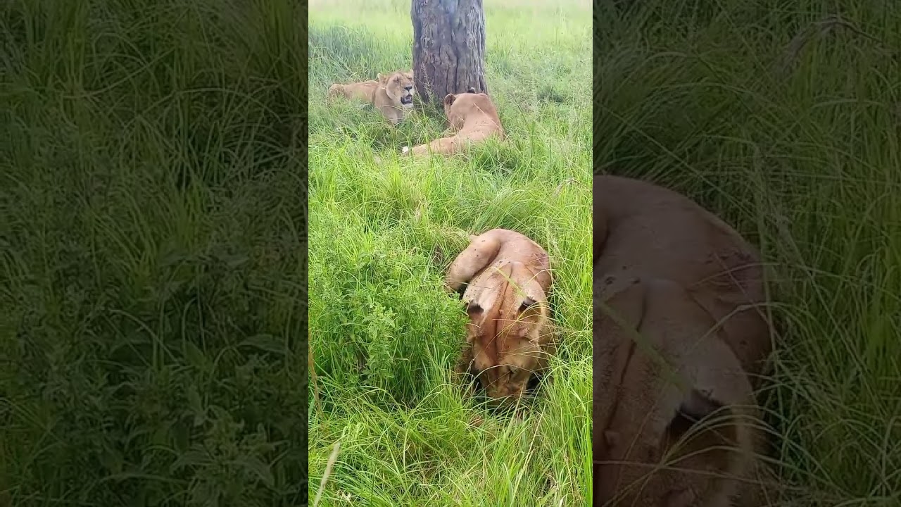A Special Lion Encounter – Up Close with a Pride of Lions! 🦁