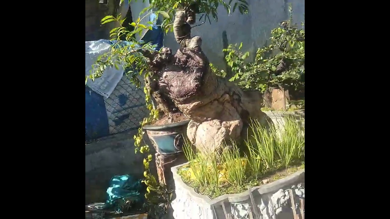 Vườn Cây Cảnh Bon Sai Rất Đẹp hiện nay ở phường An Nhơn Nam Tỉnh Gia Lai ok