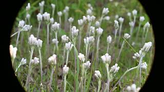 Antennaria neglecta (Field Pussytoes) from Birds Hill Park