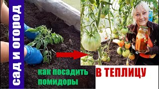 Как посадить помидоры в теплицу