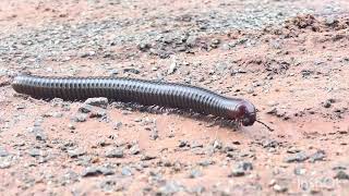 Millipede in Cambodia 