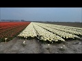 Тюльпаны.Как их выращивают в Голландии.the tulip fields in the Netherlands.Hа машине по Европе