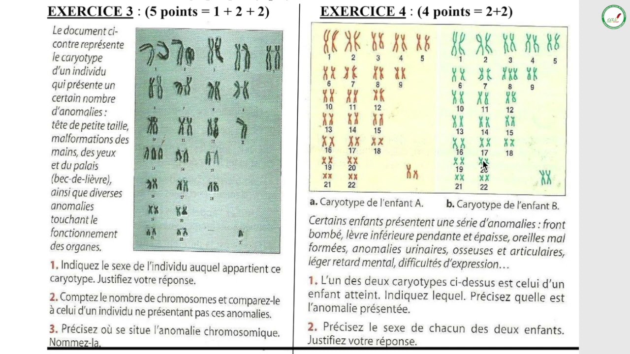 Exercices - Première S - SVT : Les Chromosomes / Suite 1 / M. Beye