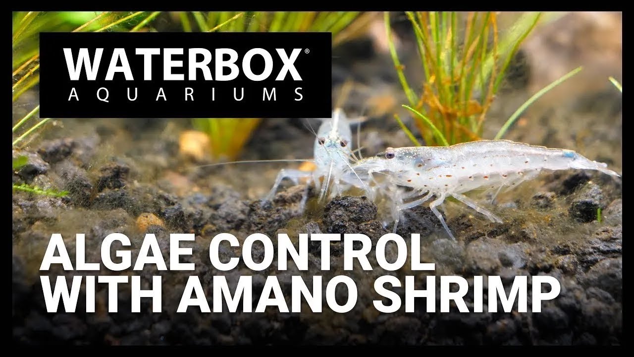 Kill Algae with Amano Shrimp in Your Aquarium! - YouTube