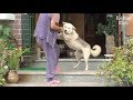 White Dog Keeps Pestering A Stranger To Raise Her | Kritter Klub