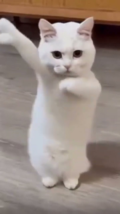 Kucing menari mengikuti lagu Cina