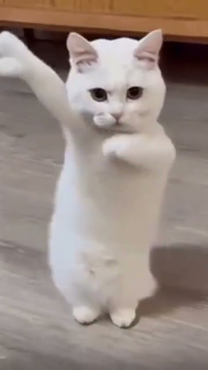 Cat dancing to Chinese song #cat #catdancing #dancing #china #chinese #科目三 #科目三舞蹈
