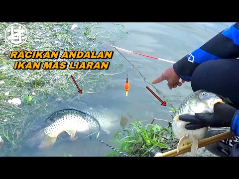 Who would have thought..! Fishing in a wild river like this, you can get a carp the size of a pillow