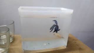 Betta splendens VS Indian Spike Tailed Paradise fish ⚔️💥