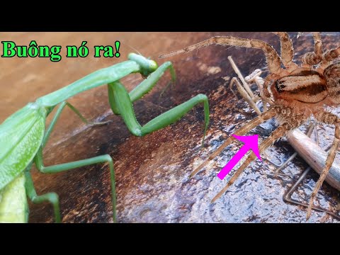 Video Gã bọ ngựa hoang nham hiểm và kết cục bi thảm l Cha Ky... - youtube