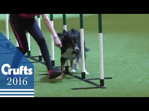 ykc crufts